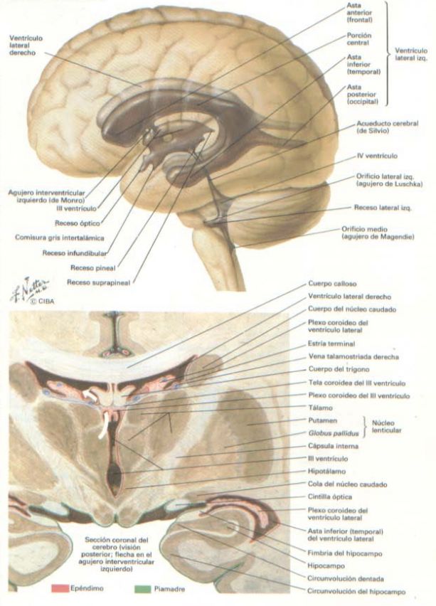 Base del cráneo endocraneal